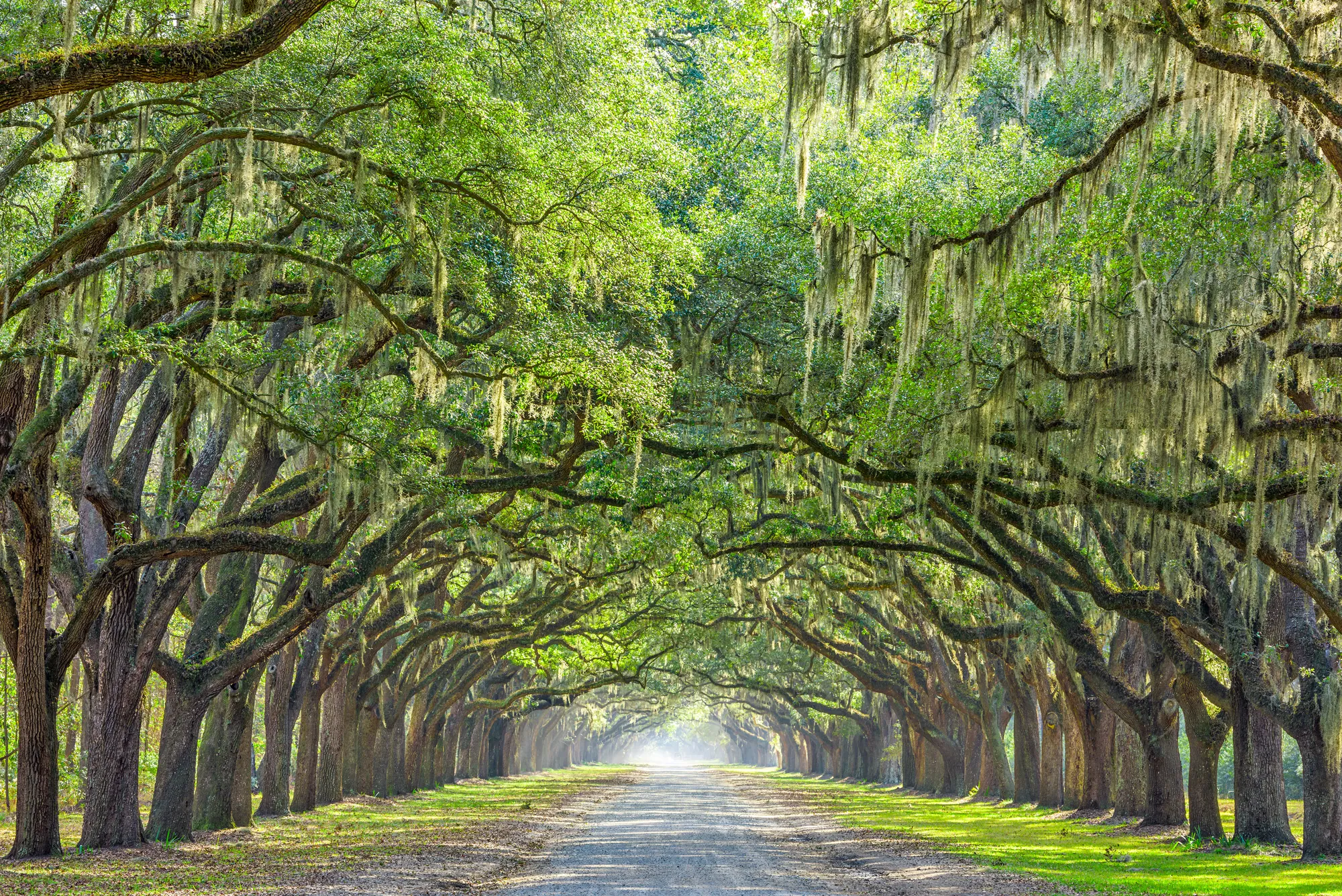 Road lined with moss-draped oak trees
